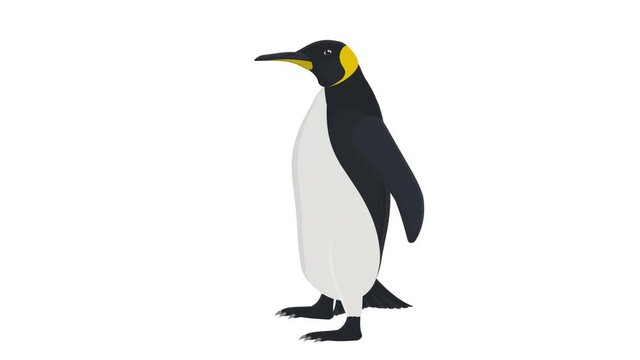 Penguin. Animation of the penguin animal, the alpha channel is enabled. Cartoon