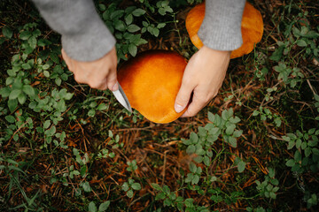 Forester woman cuts a crop of mushrooms with a knife in the forest. Top view of the boletus mushroom.