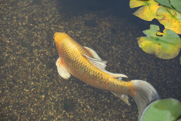 Gold fish in the pond. The fish swims underwater.