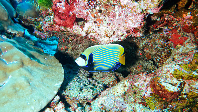 Emporer anglefish