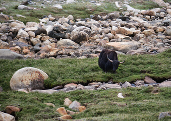 Yak in the wild leh ladhakh