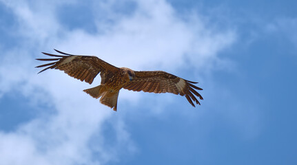 Fototapeta premium Eagle in Flight Ready to Dive