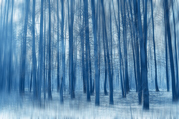 forest spring blurred background blue, abstract view in park nature seasonal
