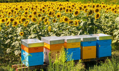 Colorful beehives in the apiary in the field of sunflowers in Farigliano, Cuneo, Italy, for the...