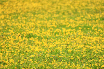 Fototapeta premium yellow dandelion field background, abstract panorama yellow flower blooming dandelions