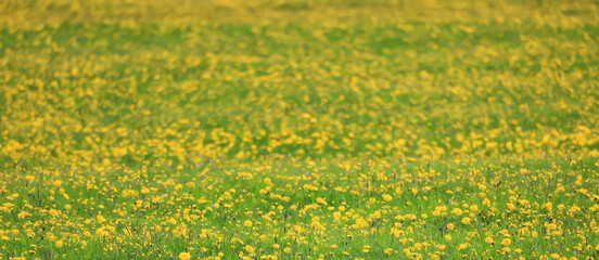 yellow dandelion field background, abstract panorama yellow flower blooming dandelions