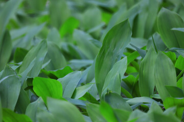 lilies of the valley leaves green background, nature fresh green garden texture