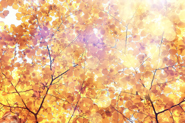 orange fall falling leaves autumn background yellow branches maple