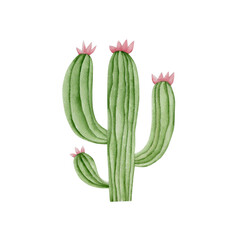 Watercolor cactus isolated on white background.