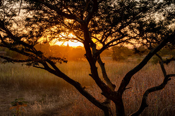 Goldener Sonnenuntergang mit einem Baum im Vordergrund und Tempeln von Bagan in Myanmar im...