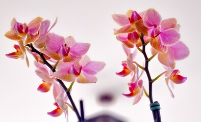 pink orchid flower