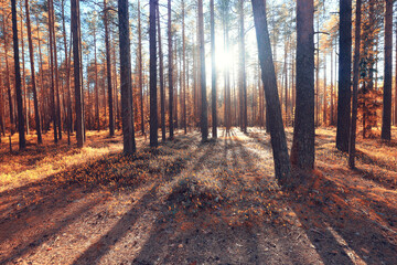 Fototapeta premium fall landscape background beautiful yellow forest autumn season nature fall