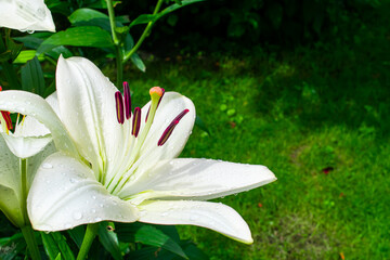 lily flowers in a summer garden in macro photos