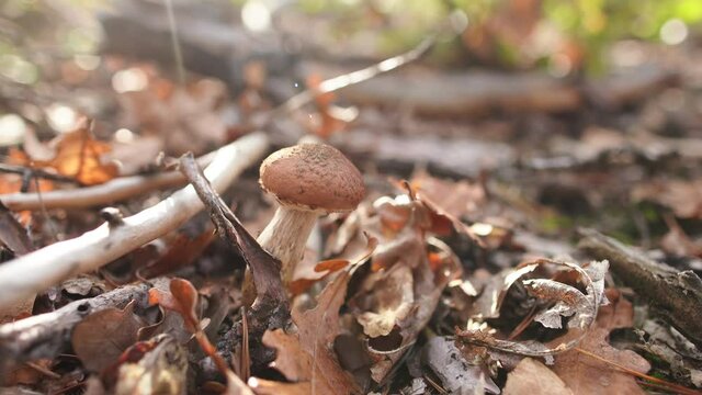 4k stock video footage of beautiful sunny morning autumn scenic landscape of forest. Cute small brown mushroom growing in dirt outdoor among dry brown autumn leaves laying on ground