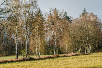 Fototapeta premium a hailstorm at sunset in nature reserve the Kruisbergse Bossen in spring