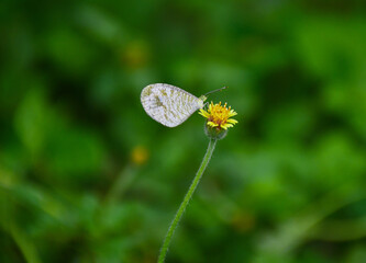 butterfly on a flower