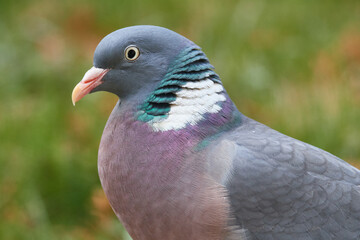 Portrait einer Ringeltaube