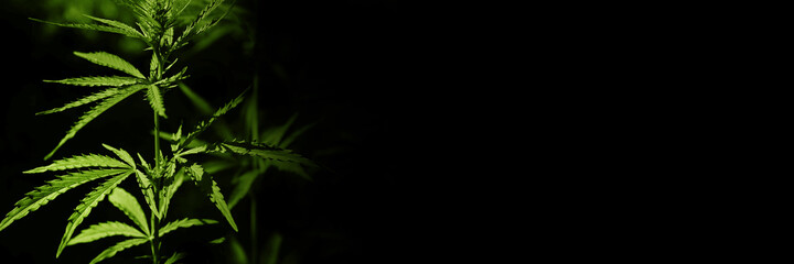 Green cannabis leaves on a black background. Hemp. Close-up. Background with copy space for design....