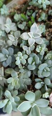 Close up arrangement of beautiful 
greenhouse succulent plants, easy care indoor plant photo of echeveria, cactus Home mini garden plants, care, gardening. flower hobby