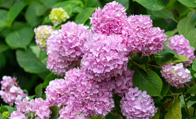 Beautiful pink flower in nature.