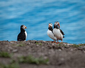 Puffin with fish on the ground on Inner Farne Island in the Farne Islands, Northumberland, England