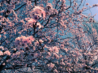 Sakure trees blooming