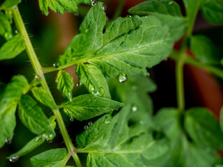 water drops on plant, selectie focus