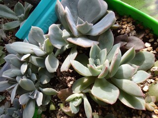 Close up arrangement of beautiful 
greenhouse succulent plants, easy care indoor plant photo of...