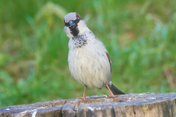 Haussperling bei der Futtersuche	