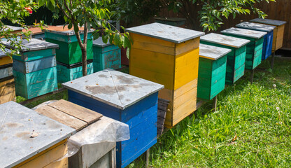 Wooden beehives in the apiary.