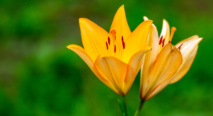 Beautiful yellow flower in nature.