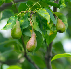 Green pears on the branches of a tree.