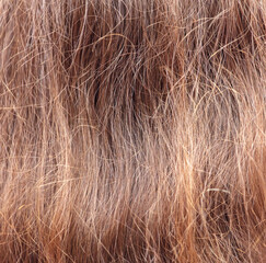 Dyed hair of a girl as a background.