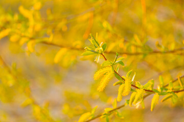 Young foliage on tree branch