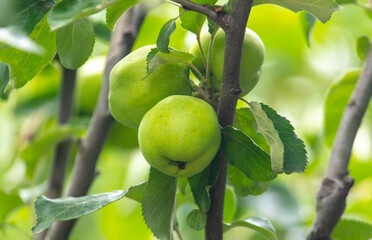 Green apples on the branches of a tree.