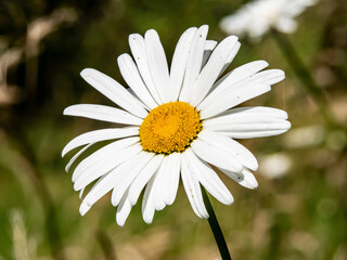 daisy day today