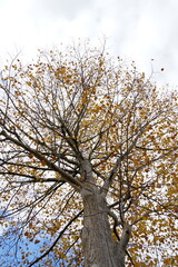 Tree in autumn in low angle view. It has large crown but very only few leaves in yellow and brown color. On the background there is sky with clouds. Some copy space is available.