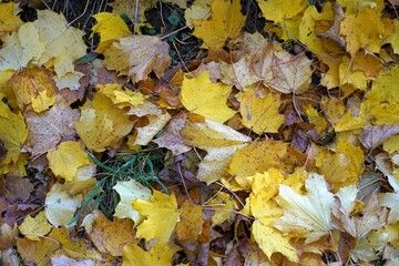 Autumn background. There are yellow and brown maple leaves on the green grass.  Seasonal background with a lot of copy space available. 