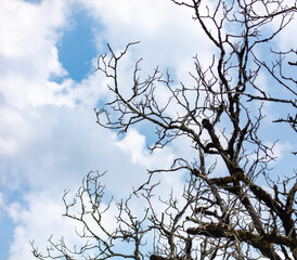Bare branches of a tree against the sky with clouds.