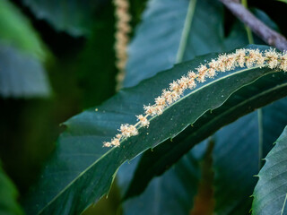 leaf and seed collection