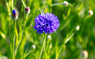 Beautiful blue flowers in nature.