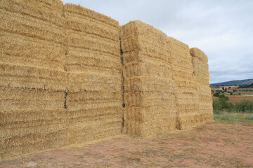 freshly harvested wheat straw sky