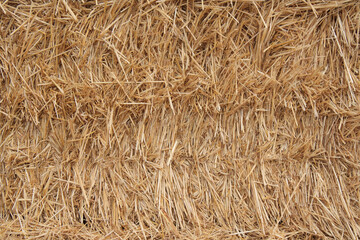 texture bottom freshly cut straw wheat