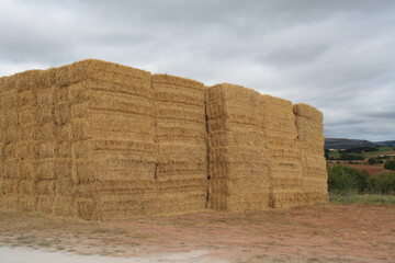 freshly harvested wheat straw