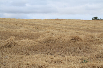 freshly harvested wheat straw