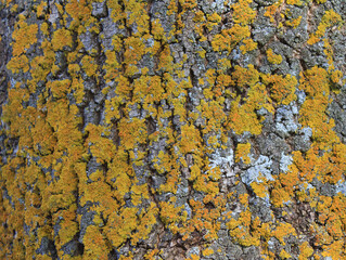 texture background tree wood wall rustic house wall