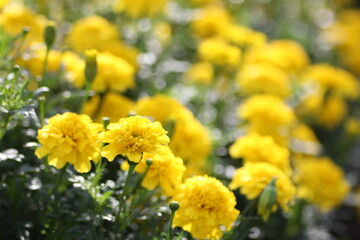 黄色のマリーゴールド