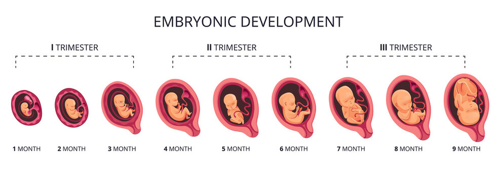 Embryo month stage growth, fetal development  flat infographic icons. Medical illustration of foetus cycle from 1 to 9 month to birth and combined into trimesters