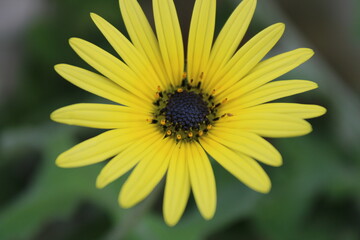Deep Daisy