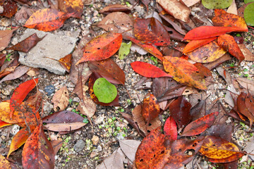 秋、色とりどりの落ち葉